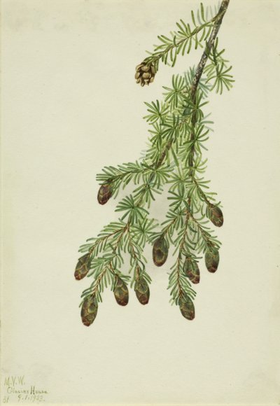 Länsi Hemlock Tsuga heterophylla, 1923. tekijältä Mary Vaux Walcott