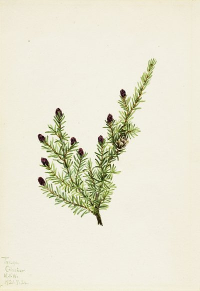 Länsi Hemlock Tsuga heterophylla, 1924. tekijältä Mary Vaux Walcott