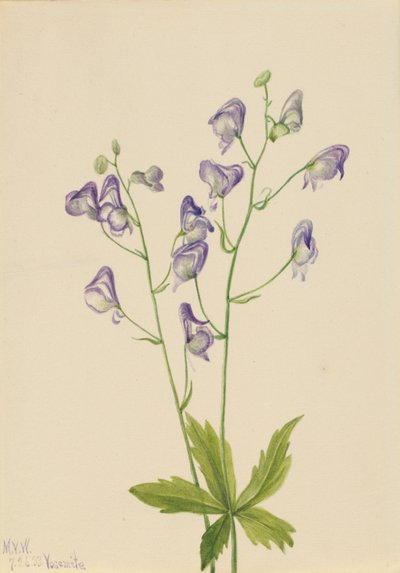 Läntinen munkkikuusama (Aconitum columbianum) tekijältä Mary Vaux Walcott