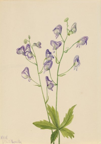Western Monkshood Columbian Aconite, 1933. tekijältä Mary Vaux Walcott