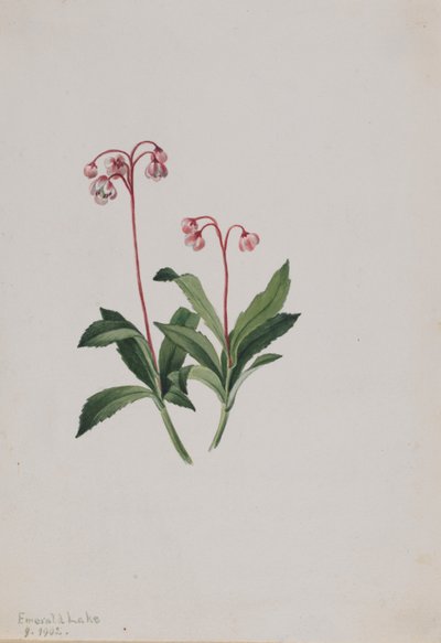 Läntinen pipsissewa (Chimaphila umbellata) tekijältä Mary Vaux Walcott