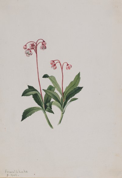 Länsipipsissewa Chimaphila umbellata, 1902. tekijältä Mary Vaux Walcott