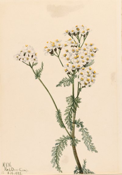 Länsi-siankärsämö Achillea lanulosa, 1922. tekijältä Mary Vaux Walcott