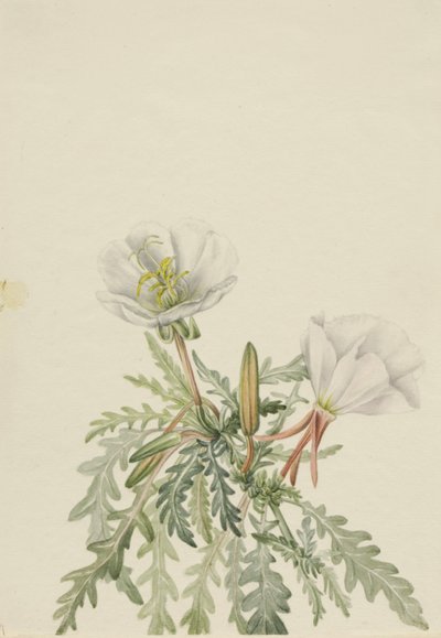 White Dawnrose Pachyloplus marginatus, n.d. tekijältä Mary Vaux Walcott