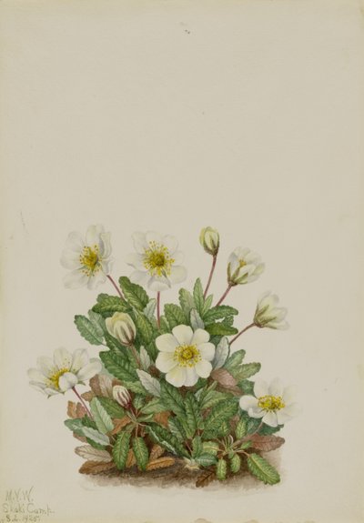 Valkoinen Dryad (Dryas octopetala) tekijältä Mary Vaux Walcott