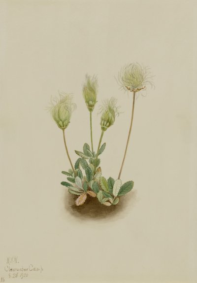 Valkoinen Dryad (Dryas octopetala) tekijältä Mary Vaux Walcott