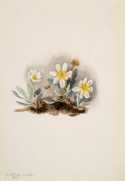 Valkoinen Dryad Dryas octopetala, 1902. tekijältä Mary Vaux Walcott
