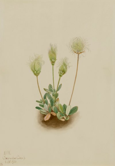 Valkoinen Dryad Dryas octopetala, 1920. tekijältä Mary Vaux Walcott