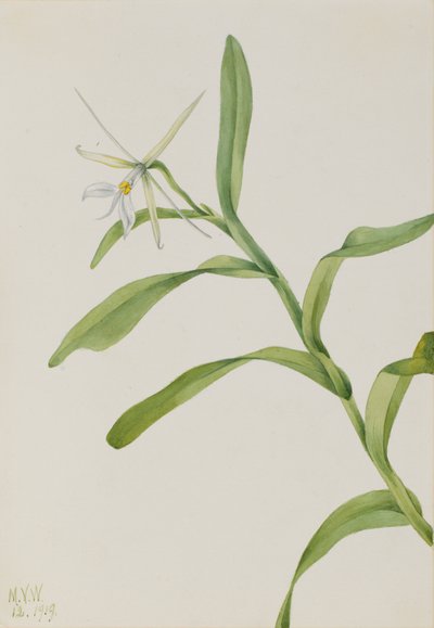 Valkoinen Epidendrum Epidendrum nocturnum, 1919. tekijältä Mary Vaux Walcott