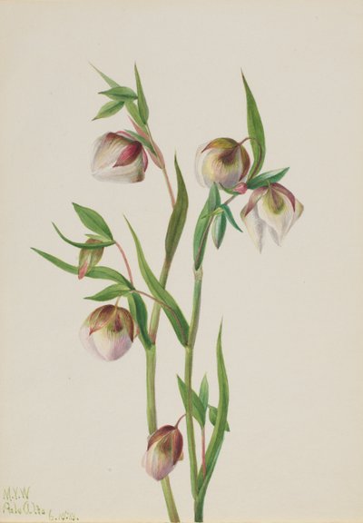 White Fairy Lantern Calohortus albus, 1933. tekijältä Mary Vaux Walcott