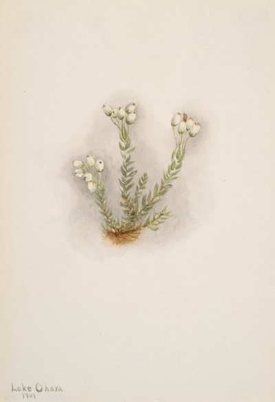 White Heather Phyllodoce grandiflora, 1901. tekijältä Mary Vaux Walcott