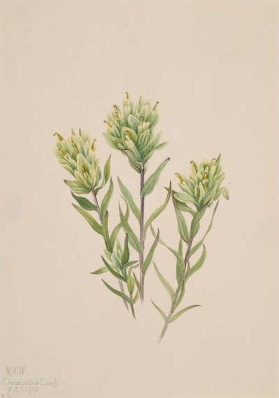 Valkoinen intialainen sivellin Castilleja occidentalis, 1920. tekijältä Mary Vaux Walcott