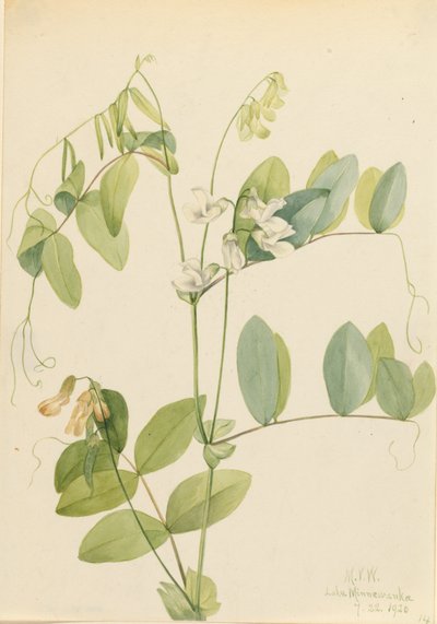 Valkoherne Lathyrus ochroleucus, 1920. tekijältä Mary Vaux Walcott