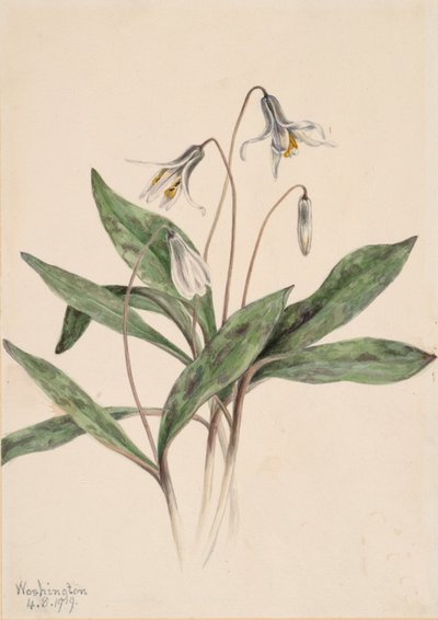 Valkoinen Troutlily Erythronium albidum, 1919. tekijältä Mary Vaux Walcott