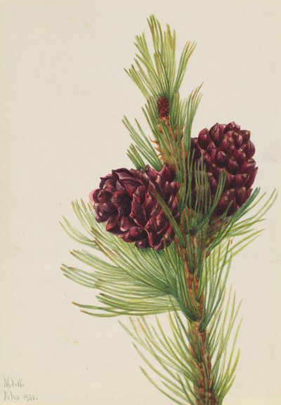 Valkopihamänty (Pinus albicaulis) tekijältä Mary Vaux Walcott