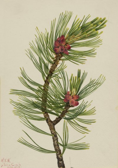 Whitebark Pinus albicaulis, 1924. tekijältä Mary Vaux Walcott