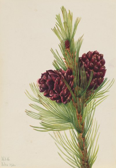 Whitebark Pinus albicaulis, 1931. tekijältä Mary Vaux Walcott