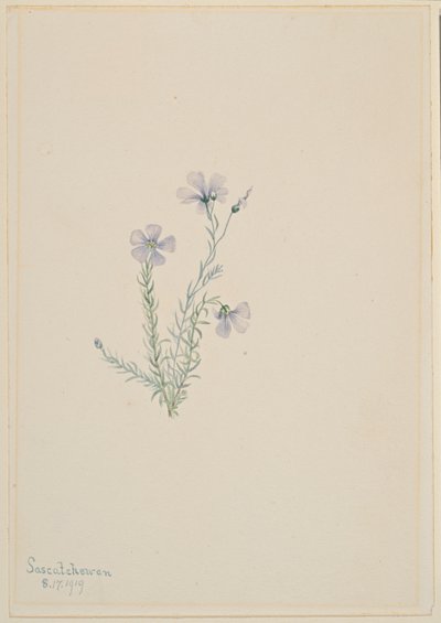 Villipellava (Linum lewisii) tekijältä Mary Vaux Walcott