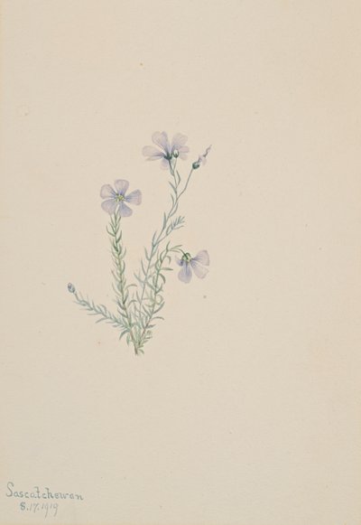 Villipellava Linum Lewis, 1919. tekijältä Mary Vaux Walcott