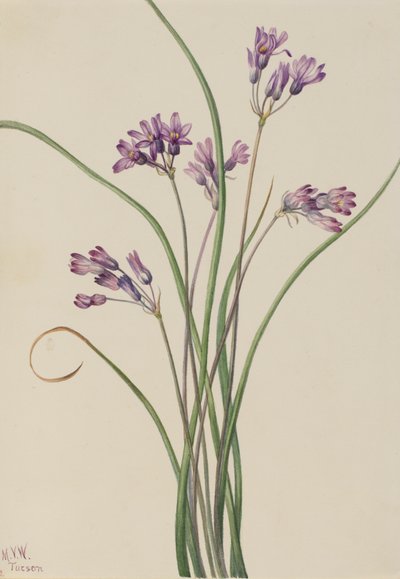 Villihyasintti Brodiaea pulchella, 1927. tekijältä Mary Vaux Walcott
