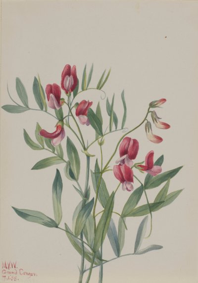Villiherne Lathyrus decaphyllus, 1938. tekijältä Mary Vaux Walcott
