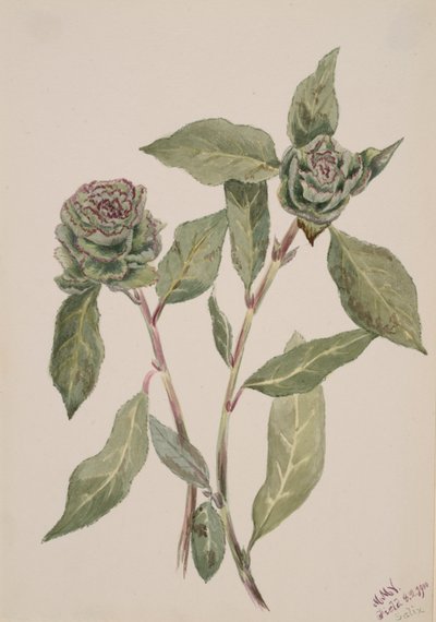 Willow Salix, 1900. tekijältä Mary Vaux Walcott