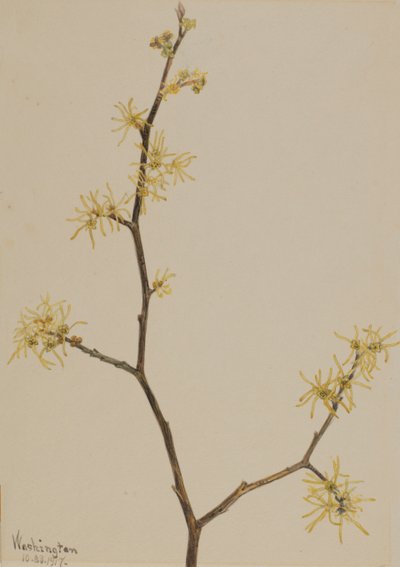 Witch-Hazel Hamamelis virginiana, 1917. tekijältä Mary Vaux Walcott
