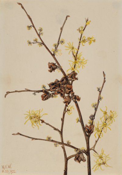 Witch Hazel Hamamelis virginiana, 1922. tekijältä Mary Vaux Walcott