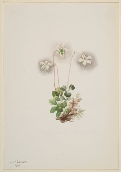 Puunymfi (Moneses uniflora) tekijältä Mary Vaux Walcott