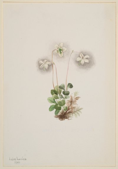 Wood-Nymph Moneses uniflora, 1902. tekijältä Mary Vaux Walcott