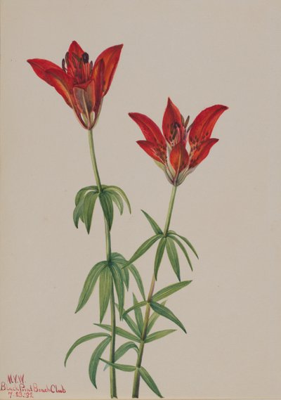 Puulilja (Lilium philadelphicum) tekijältä Mary Vaux Walcott