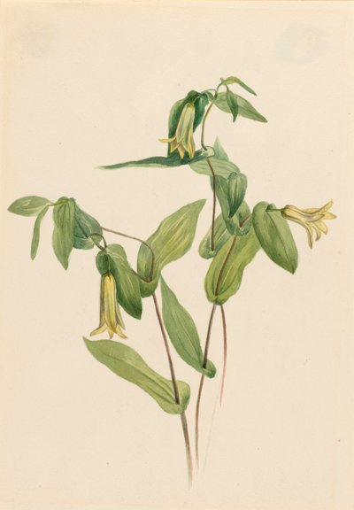 Wood Merrybells Uvularia perfoliata, n.d. tekijältä Mary Vaux Walcott