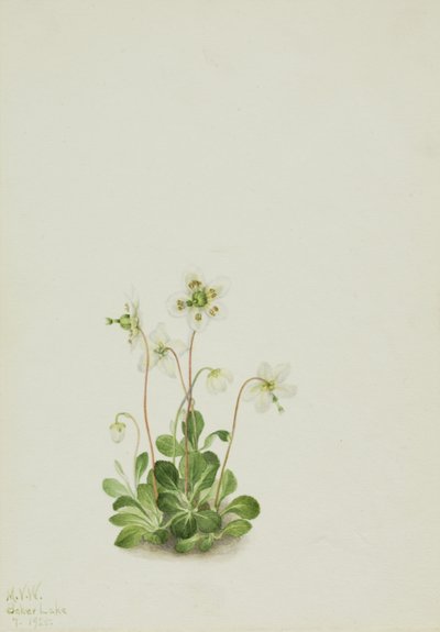 Wood Nymph Moneses uniflora, 1925. tekijältä Mary Vaux Walcott