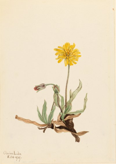 Villi Agoseris (Agoseris villosa) tekijältä Mary Vaux Walcott