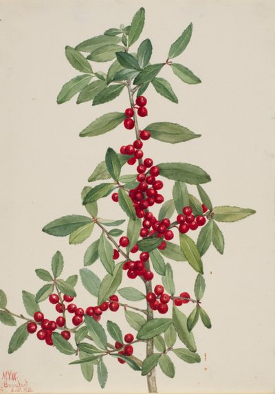 Yaupon (Ilex vomitoria) tekijältä Mary Vaux Walcott