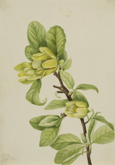 Keltainen kurkkupuu (Magnolia cordata) tekijältä Mary Vaux Walcott