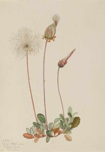 Keltainen Dryad (hedelmät) (Dryas drummondii) tekijältä Mary Vaux Walcott