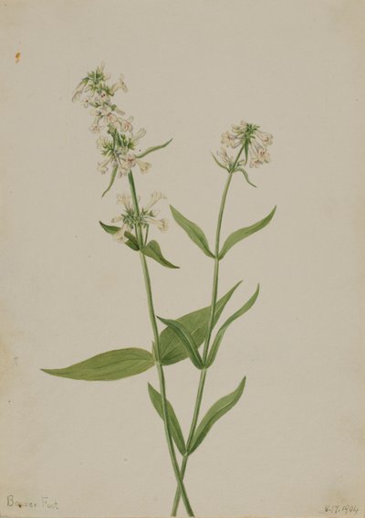 Keltainen Pentstemon (Pentstemon confertus) tekijältä Mary Vaux Walcott