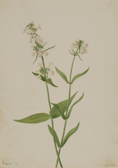 Keltainen Penstemon Penstemon confertus, 1904. tekijältä Mary Vaux Walcott