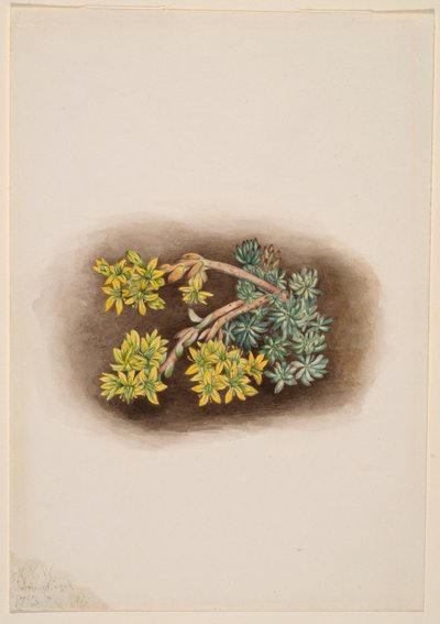 Keltainen kivikko (Sedum stenopetalum) tekijältä Mary Vaux Walcott