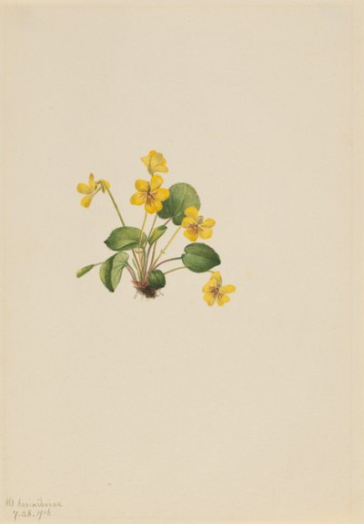 Keltainen violetti (Viola orbiculata) tekijältä Mary Vaux Walcott