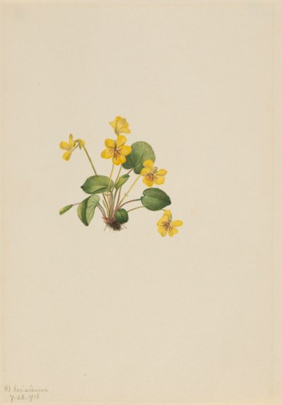Keltainen violetti Viola orbiculata, 1916. tekijältä Mary Vaux Walcott