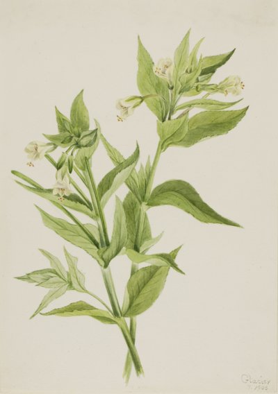 Keltainen pajuruoho (Epilobium lutem) tekijältä Mary Vaux Walcott
