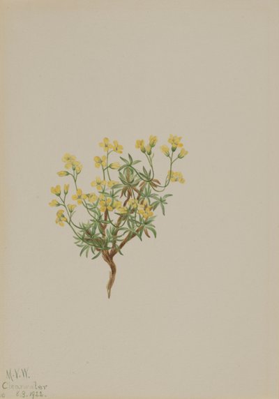 Keltainen pajuruoho, 1922. tekijältä Mary Vaux Walcott