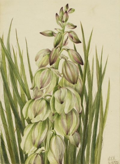 Yucca (Yucca baileyi) tekijältä Mary Vaux Walcott