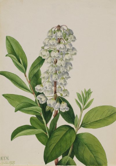 Zenobia (Zenobia cassinifolia) tekijältä Mary Vaux Walcott