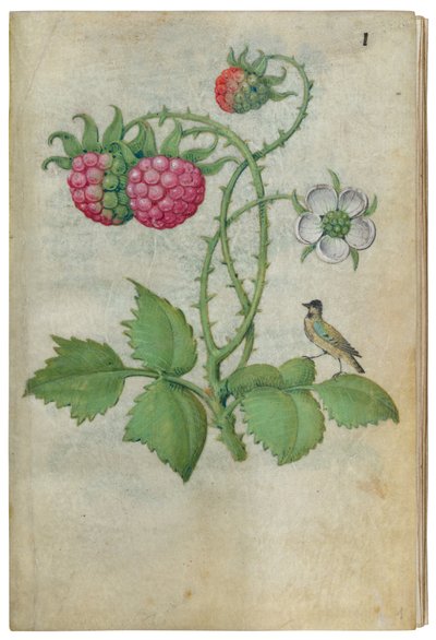 Book of Flower Studies, n. 1510-1515. tekijältä Master of Claude de France