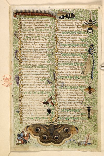 Lisätä. 28841, f.4: Ampiaiset, koikot, sudenkorennot ja toukka, tutkielmasta hyveistä ja pahoista sekä nimettömästä Sisilian proosahistoriasta (fragmentti), n. 1330-40 (vellum) tekijältä Master of the Cocharelli Codex