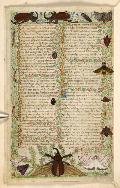 Lisätä. 28841, f.4v: Koit ja sarvikuoriaiset, tutkielmasta hyveistä ja paheista ja nimettömästä Sisilian proosahistoriasta (fragmentti), n. 1330-40 (vellum) tekijältä Master of the Cocharelli Codex