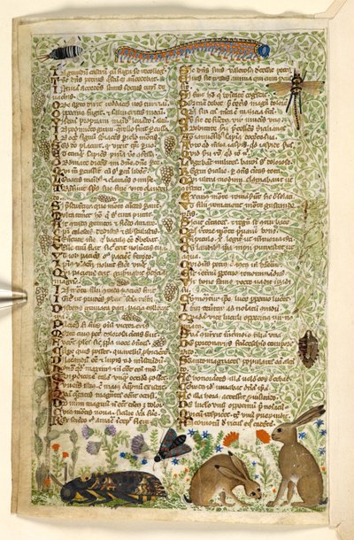 Lisätä. 28841, f.6v: Kanit ja hyönteiset, mukaan lukien toukka, sudenkorento ja koi, tutkielmasta hyveistä ja paheista ja nimettömästä Sisilian proosahistoriasta (katkelma), n. 1330-40 (vellum) tekijältä Master of the Cocharelli Codex